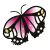 Pygmalion Butterfly