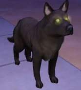 A pack leader in the game