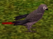 African Grey Parrot.png (63 KB) African Grey Parrot