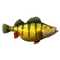 Yellow Perch