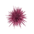 Sea Urchin