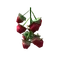 Plant-Raspberry