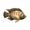 Tilapia
