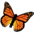 Monarch Butterfly