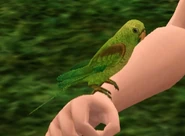 Parakeet.png (64 KB) Parakeet