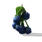 Plant-Blueberry