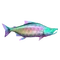 Parrotfish