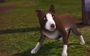 TS3Dog