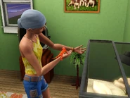 Lizzard and sim.jpg (507 KB) A Sim playing with a lizard