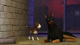 Sims3Pets1