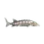 Осетр
