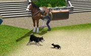 Pets In TS3.jpg (1.16 MB) A Sim with a cat, a dog and a horse.