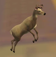A deer
