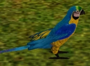 Blue Gold Macaw.png (67 KB) Blue-Gold Macaw