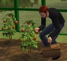 Jardinage Sims 2