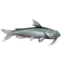 Catfish