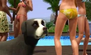 The sims 3 Dog 1