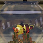 Рыба-лицедей.