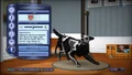 Chien Mastiff d'os [5]