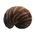 Nautilus Shell