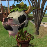 Laganaphyllis Simnovorii The Sims Wiki Fandom