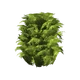 Komorebi Shrubbery