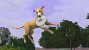 Beta screenshot of a dog successfully catching a frisbee