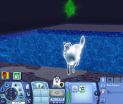 White ghostdog.png (591 KB) Drown ghost dog in game. This can done with teleport and drown glitch, cheat or mods.