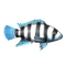 Cichlid