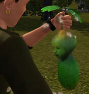 Sim harvesting a PlantSim baby from a Forbidden Fruit vine.