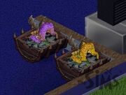 TS1 dragons hatching