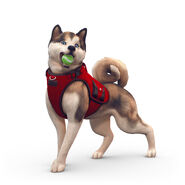 TS4Cats and Dogs Render 7