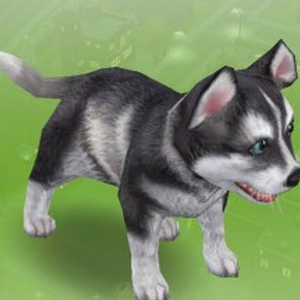 Perro Simspedia Fandom Se sim, voce deve comecar a aprender sobre os aspectos relacionados com os cuidados basicos desta especie e possiveis necessidades. perro simspedia fandom