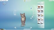 Create a Pet in Cats & Dogs.