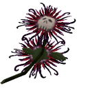 Death Flower Large.png