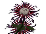 Death flower