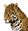 Ягуар.png