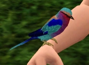 Lilac Breasted Roller.png (58 KB) Lilac Breasted Roller