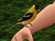 Goldfinch.png (62 KB) Goldfinch