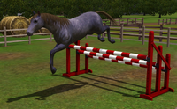 Horse Jumping