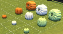 Pumpkins.png (536 KB) Pumpkin (and its variants) size comparison
