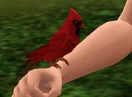 Cardinal.png (60 KB) Cardinal