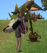 The Cowplant eating a Sim