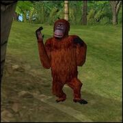 Orang-outan