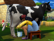 TS4 Cow