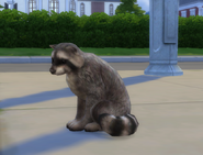 A raccoon sitting on the sidewalk in The Sims 4: Cats & Dogs.