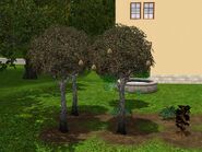 Money-tree-2-ts3