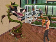 Растение в «The Sims 2: Университет».