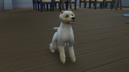 A dog in The Sims 4.