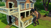 Collecting eggs